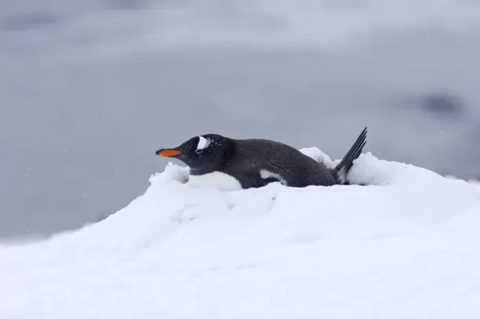 Framed Print : Gentoo Penguin Pygoscelis papua on nest Half Moon Island Antarctica Framed Print : Gentoo Penguin Pygoscelis papua on nest Half Moon Island Antarctica