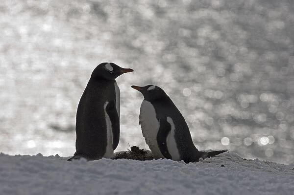Gentoo Penguin Pygoscelis papua pair Half Moon Island Antarctica