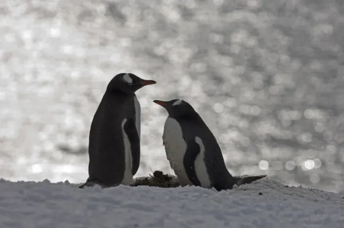 Framed Print : Gentoo Penguin Pygoscelis papua pair Half Moon Island Antarctica