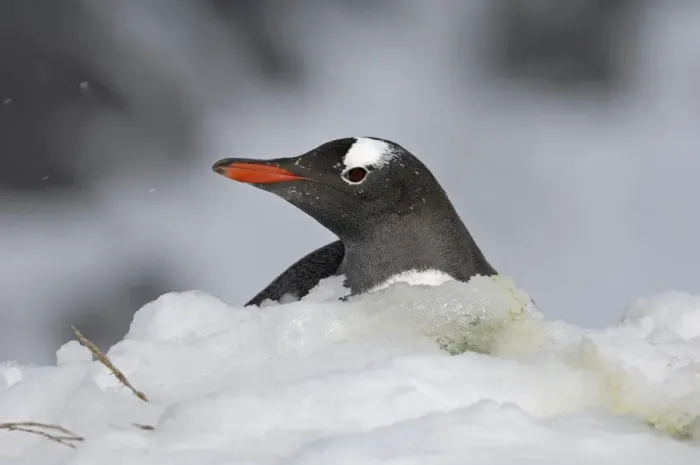 Framed Print : Gentoo Penguin Pygoscelis papua on snow covered nest Antarctic Peninsula Framed Print : Gentoo Penguin Pygoscelis papua on snow covered nest Antarctic Peninsula