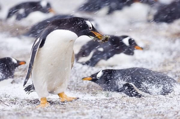 Gentoo Penguins Pygoscelis papua adult with nest material in colony on Sea Lion Island