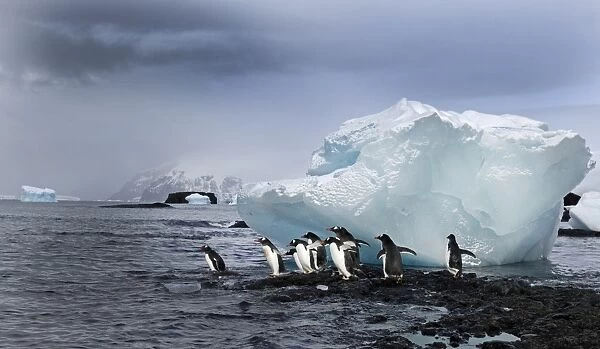 Gentoo Penguins Pygoscelis papua Brown Bluff Antarctic Peninsula Antarctica
