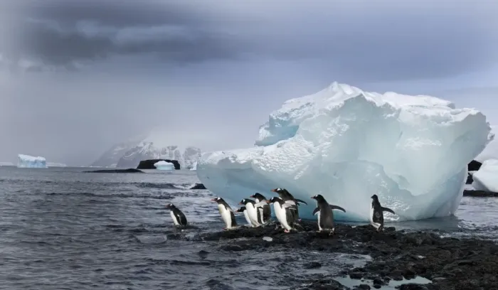 Framed Print : Gentoo Penguins Pygoscelis papua Brown Bluff Antarctic Peninsula Antarctica Framed Print : Gentoo Penguins Pygoscelis papua Brown Bluff Antarctic Peninsula Antarctica