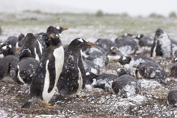 Gentoo Penguins Pygoscelis papua colony on Sea Lion Island Falklands November