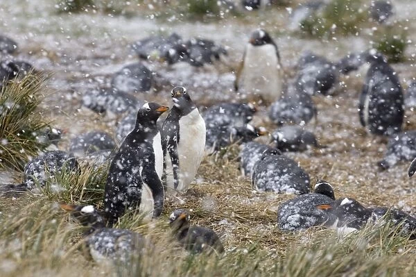 Gentoo Penguins Pygoscelis papua colony on Sea Lion Island Falklands November