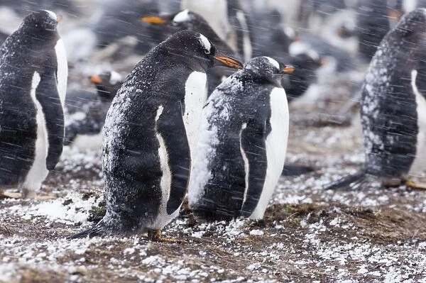Gentoo Penguins Pygoscelis papua colony on Sea Lion Island Falklands