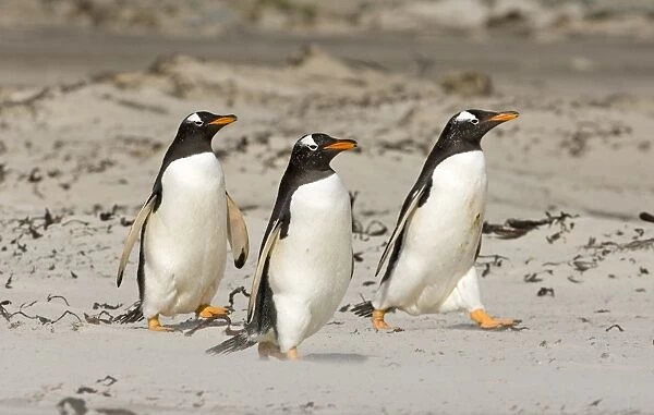 Gentoo Penguins Pygoscelis papua entering sea on Sea Lion Island Falklands