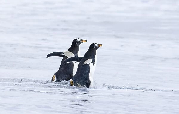 Gentoo Penguins Pygoscelis papua entering sea on Sea Lion Island Falklands