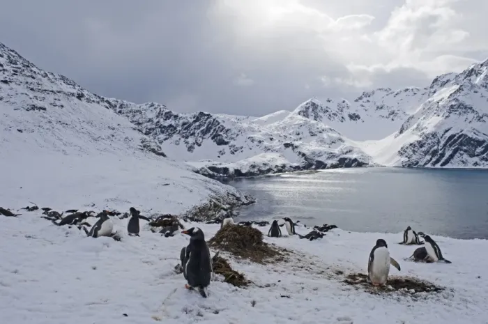 Framed Print : Gentoo Penguins Pygoscelis papua Half Moon Island Antarctica