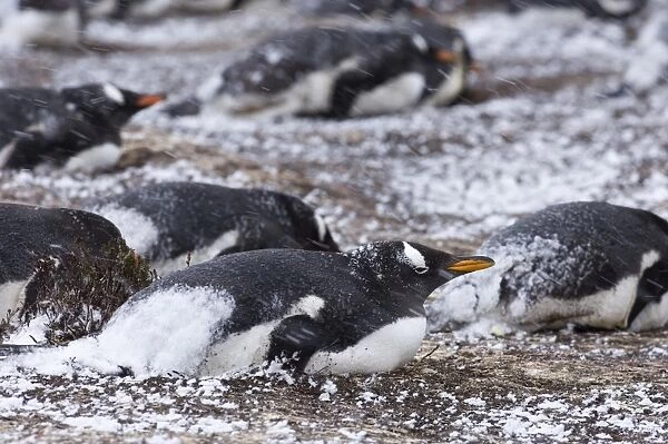 Gentoo Penguins Pygoscelis papua incubating on nests in colony on Sea Lion Island