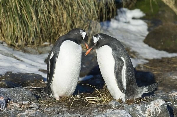 Gentoo Penguins Pygoscelis papua pair in courtship display Bay of Isles South Georgia