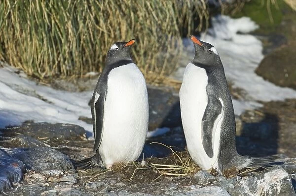 Gentoo Penguins Pygoscelis papua pair in courtship display Bay of Isles South Georgia