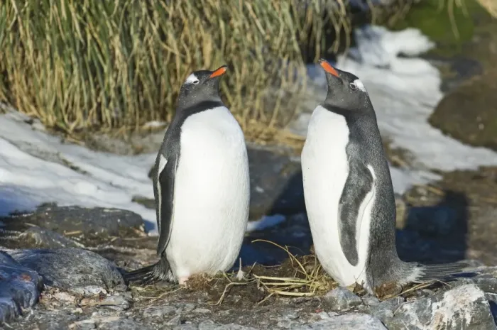 Framed Print : Gentoo Penguins Pygoscelis papua pair in courtship display Bay of Isles South Georgia Framed Print : Gentoo Penguins Pygoscelis papua pair in courtship display Bay of Isles South Georgia
