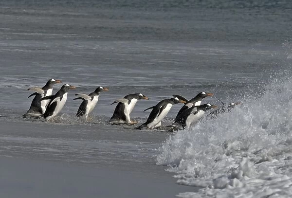 Gentoo Penguins Pygoscelis papua Sea Lion Island Falklands