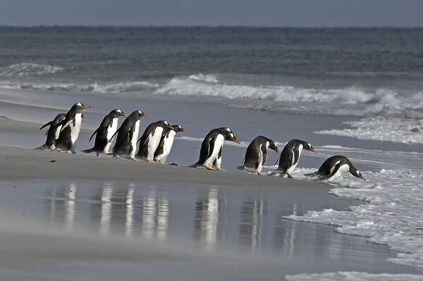 Gentoo Penguins Pygoscelis papua Sea Lion Island Falklands