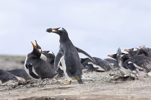 Gentoo Penguins Pygoscelis papua with stone for nest Sea Lion Island Falklands