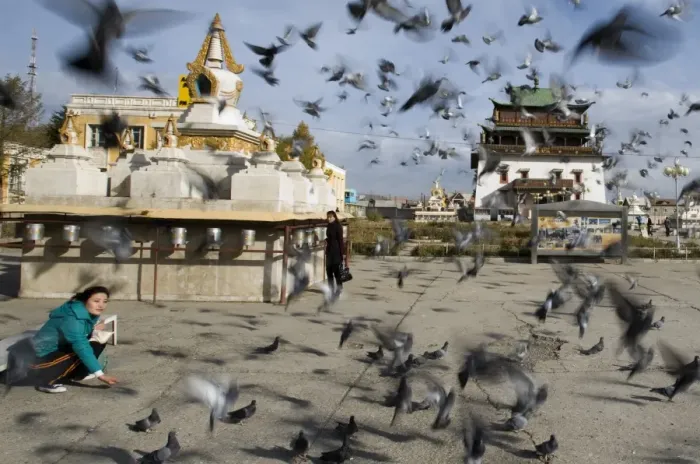 Framed Print : Girl feeding Feral Pigeons in front of Gandan Manastery in Ulan Bator Mongolia September Framed Print : Girl feeding Feral Pigeons in front of Gandan Manastery in Ulan Bator Mongolia September