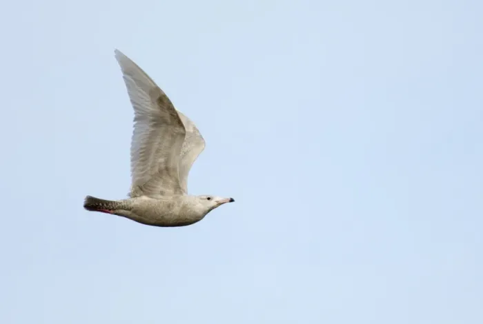 Framed Print : Glaucous Gull Larus hypoboreus 2nd winter Cley North Norfolk February Framed Print : Glaucous Gull Larus hypoboreus 2nd winter Cley North Norfolk February