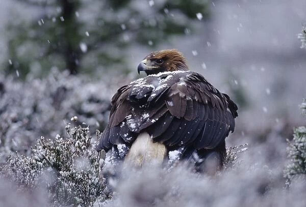 Golden Eagle, Aquila chrysaetos, Cairngorm National Park, Scotland, winter