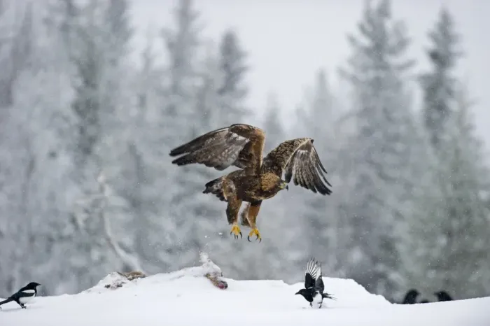 Framed Print : Golden Eagle Aquila chrysaetos Finland winter Framed Print : Golden Eagle Aquila chrysaetos Finland winter