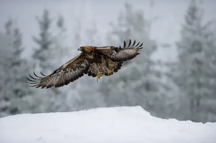 Framed Print : Golden Eagle Aquila chrysaetos Finland winter