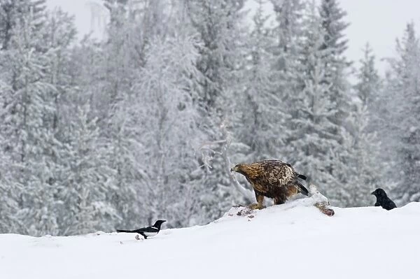 Golden Eagle Aquila chrysaetos Finland winter