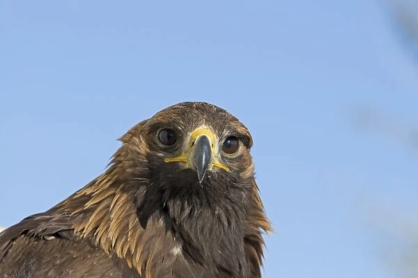 Golden Eagle Aquila chrysaetos Norway