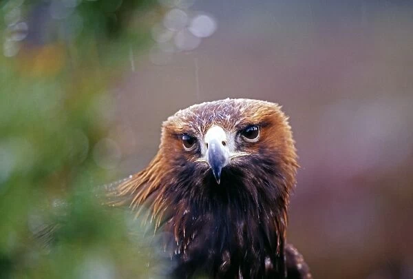 Golden Eagle, Aquila chrysaetos, Scotland, winter