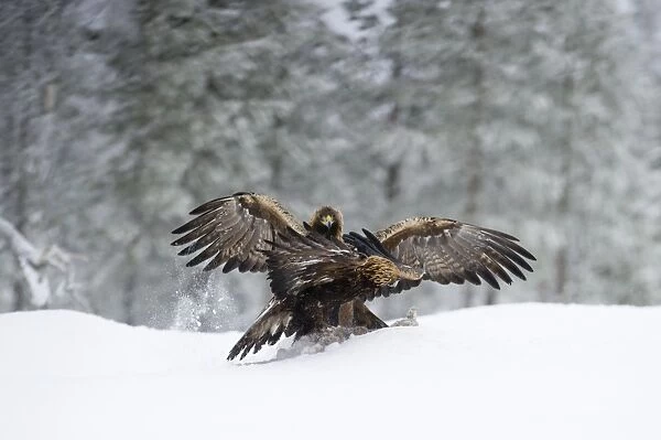 Golden Eagles Aquila chrysaetos fighting over food Finland winter