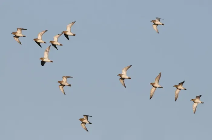 Framed Print : Golden Plover Pluvialis apricaria Cley Norfolk winter Framed Print : Golden Plover Pluvialis apricaria Cley Norfolk winter