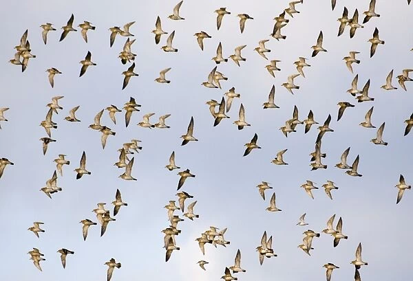 Golden Plover Pluvialis apricaria flock over Cley Marshes North Norfolk winter