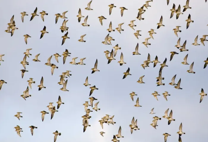 Framed Print : Golden Plover Pluvialis apricaria flock over Cley Marshes North Norfolk winter Framed Print : Golden Plover Pluvialis apricaria flock over Cley Marshes North Norfolk winter