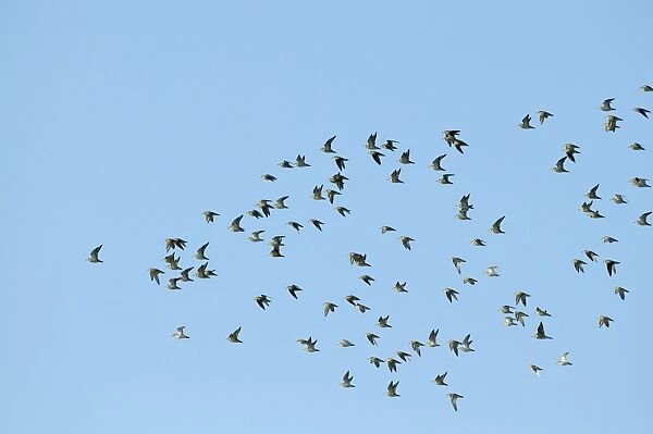 Golden Plover Pluvialis apricaria flock over Titchwell RSPB Reserve October