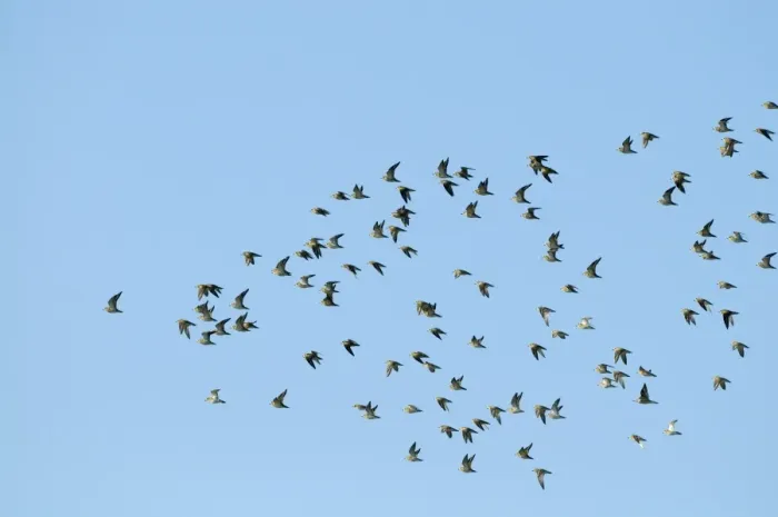 Framed Print : Golden Plover Pluvialis apricaria flock over Titchwell RSPB Reserve October Framed Print : Golden Plover Pluvialis apricaria flock over Titchwell RSPB Reserve October