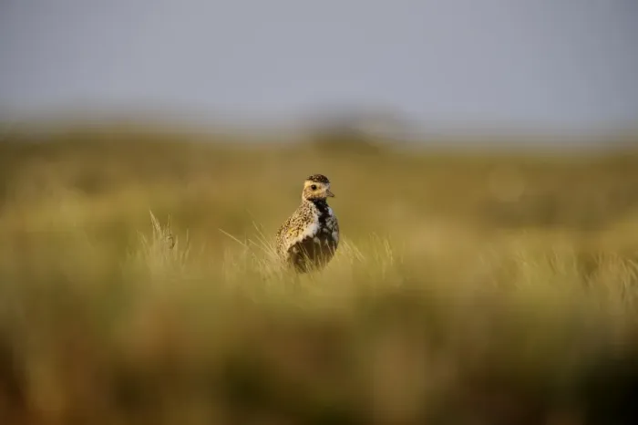 Framed Print : Golden Plover Pluvialis apricaria Shetland June Framed Print : Golden Plover Pluvialis apricaria Shetland June