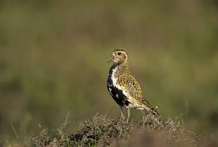 Framed Print : Golden Plover Pluvialus apricaria male on moorland Shetland June Framed Print : Golden Plover Pluvialus apricaria male on moorland Shetland June