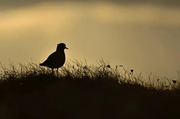 Framed Print : Golden Plover Pluvialus apricaria male on moorland Shetland June Framed Print : Golden Plover Pluvialus apricaria male on moorland Shetland June