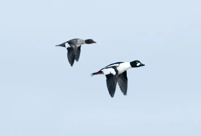 Framed Print : Goldeneye Bucephala clangula male and female Norfolk winter Framed Print : Goldeneye Bucephala clangula male and female Norfolk winter
