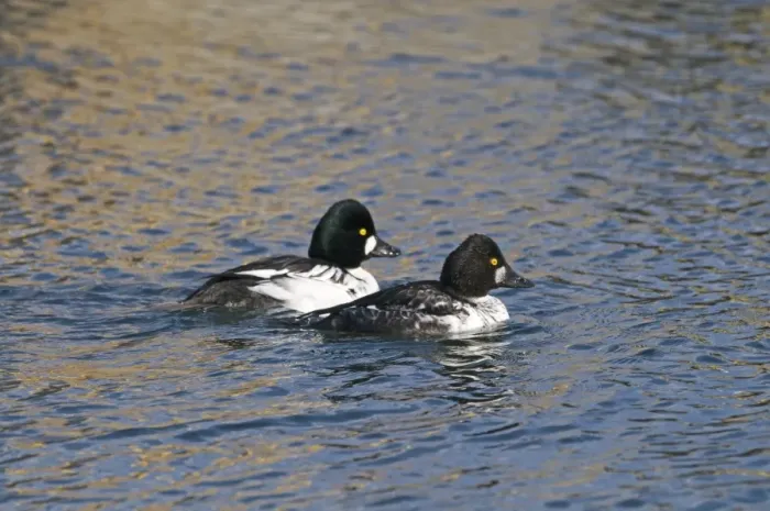 Framed Print : Goldeneye Bucephala clangula male and immature male Hokkaido Japan Framed Print : Goldeneye Bucephala clangula male and immature male Hokkaido Japan