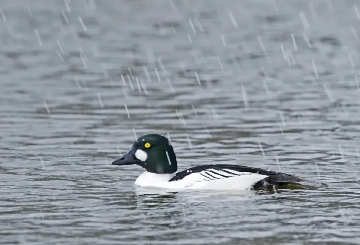 Framed Print : Goldeneye Bucephala clangula male in snow shower Norfolk Feb Framed Print : Goldeneye Bucephala clangula male in snow shower Norfolk Feb