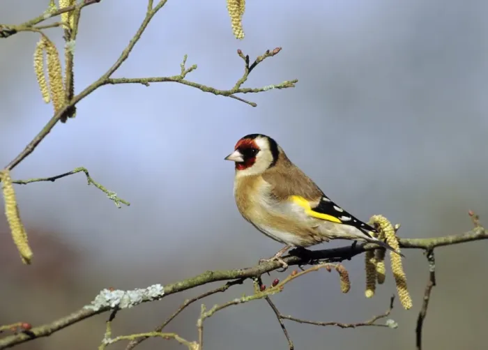 Framed Print : Goldfinch Carduelis carduelis among catrkins in spring Kent UK Framed Print : Goldfinch Carduelis carduelis among catrkins in spring Kent UK