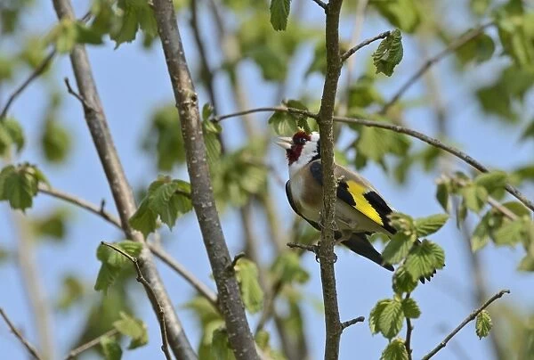 Goldfinch Carduelis carduelis in song in garden Norfolk May