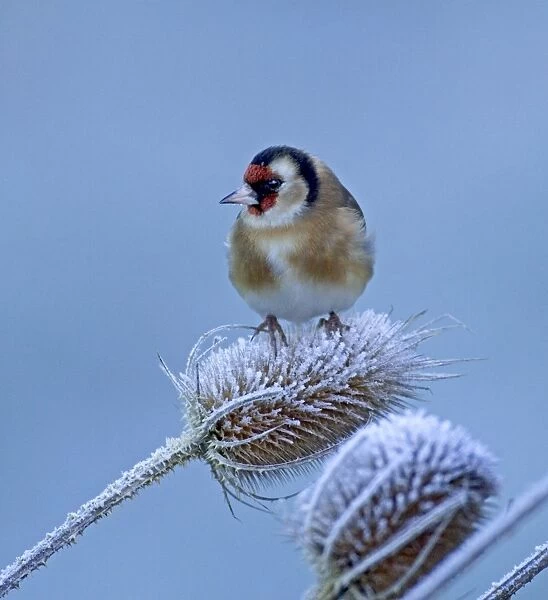 Goldfinch Carduelis carduelis on teasel on a frosty winters morning Kent UK