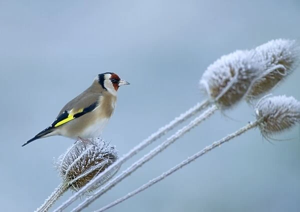 Goldfinch, Carduelis carduelis on teasel on a frosty winters morning Kent UK