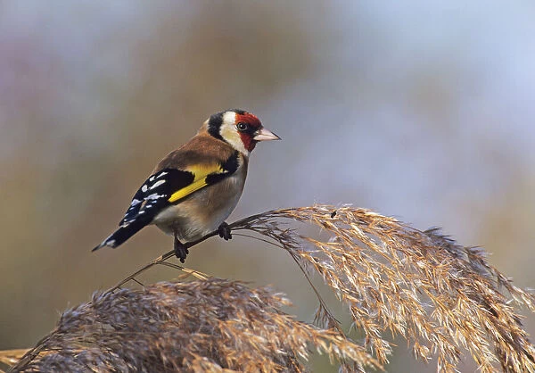 Goldfinch perched on reed stem in autumn UK