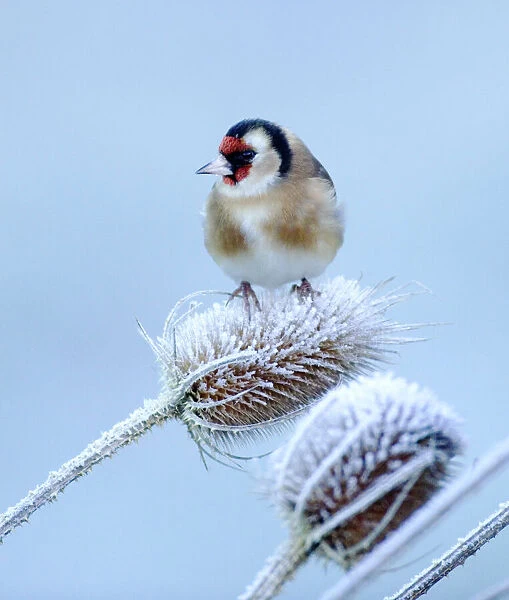 Goldfinch on teasel on frosty winters morning in garden Kent UK