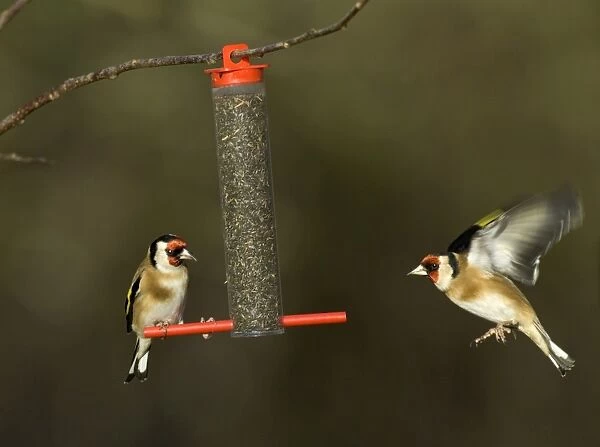 Goldfinches Carduelis carduelis on niger seed feeder Kent winter