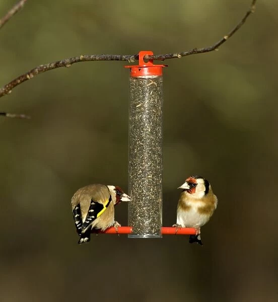 Goldfinches Carduelis carduelis on niger seed feeder Kent winter