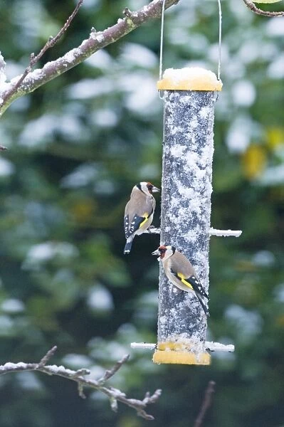 Goldfinches Carduelis carduelis on niger seed feeder in garden winter
