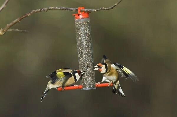 Goldfinches squabbling on niger seed feeder in garden Norfolk winter